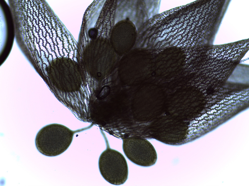 Sphagnum wulfianum